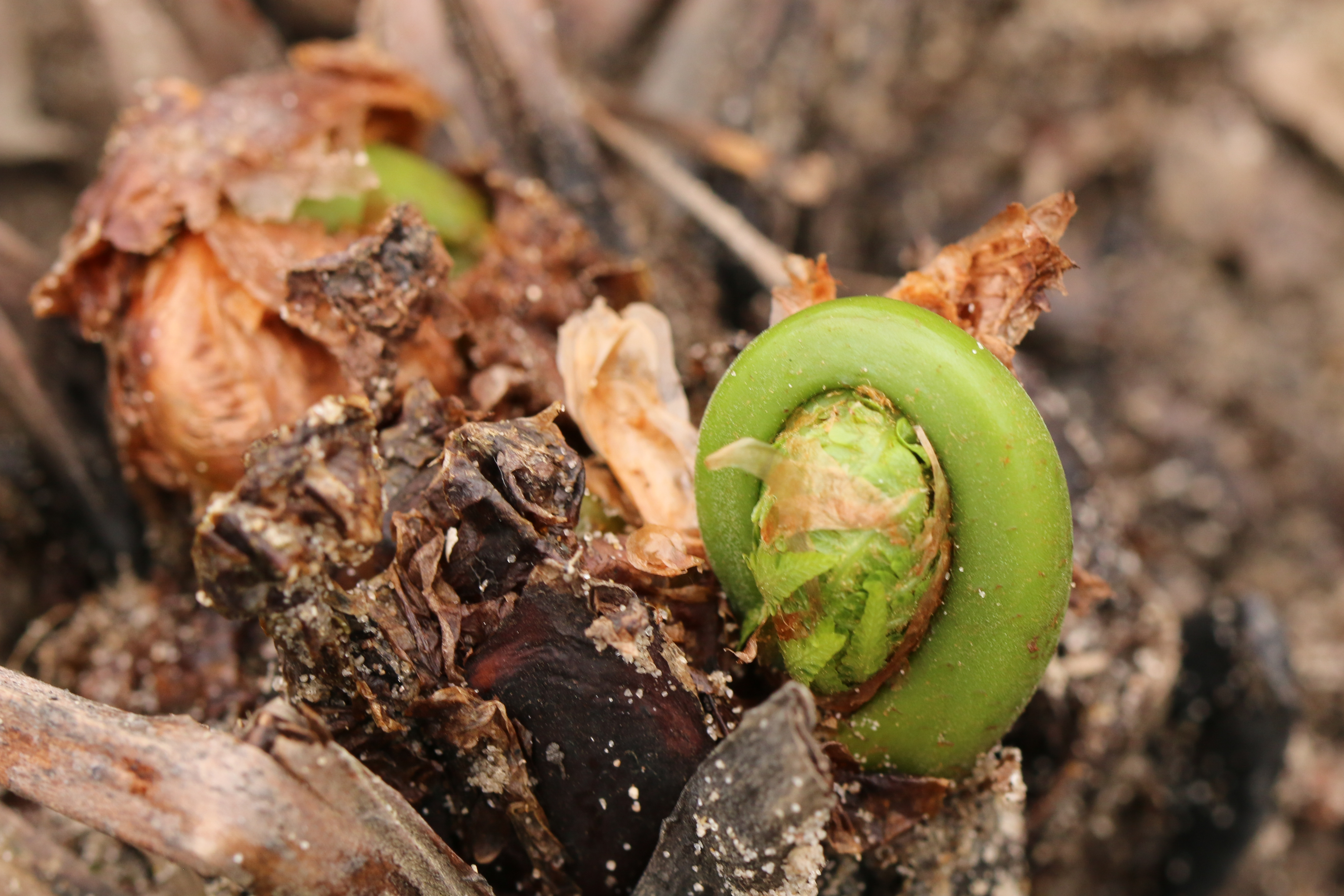 Fiddleheads 1 Chippewa Watershed Conservancy   Fiddleheads 1 